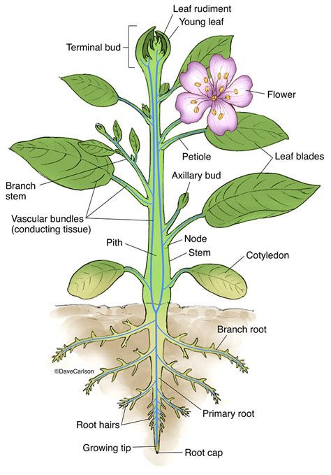 vascular plant意思|Plant